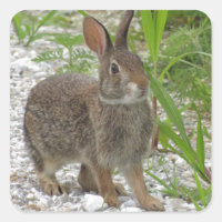 Cottontail Rabbit