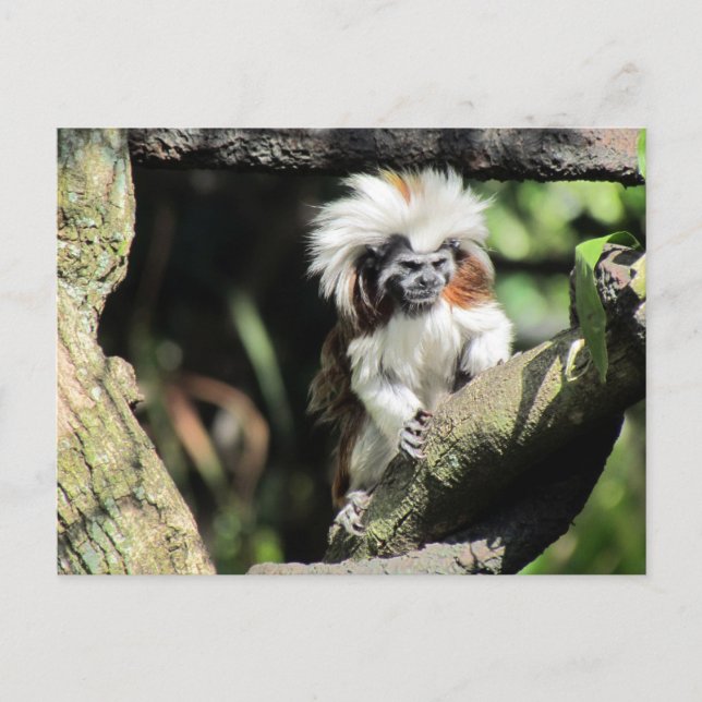 Cottontop Tamarin Postcard (Front)