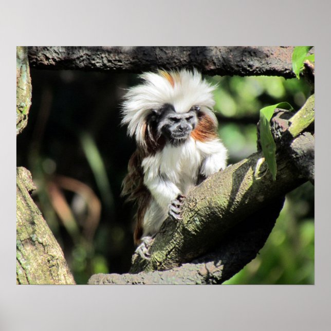 Cottontop Tamarin Poster (Front)