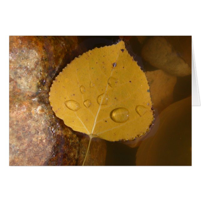 Cottonwood Leaf in Pond (Front Horizontal)
