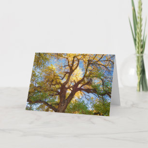 Cottonwood Tree   Capitol Reef National Park, Utah Card