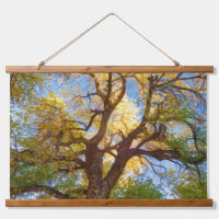 Cottonwood Tree | Capitol Reef National Park, Utah