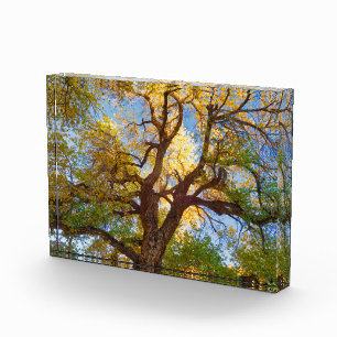 Cottonwood Tree   Capitol Reef National Park, Utah Photo Block