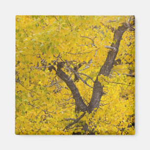 Cottonwood tree in peak fall colours in Glacier Magnet