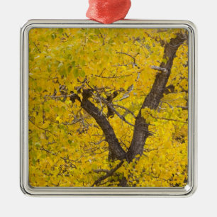 Cottonwood tree in peak fall colours in Glacier Metal Tree Decoration