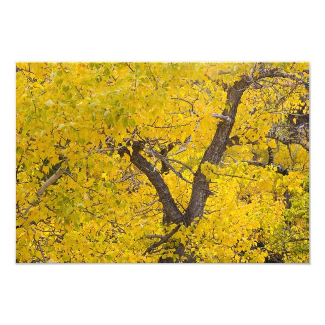 Cottonwood tree in peak fall colours in Glacier Photo Print (Front)