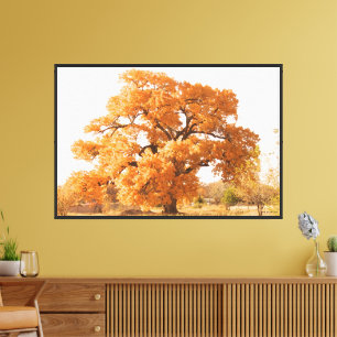 Cottonwood Trees   Canvas Print