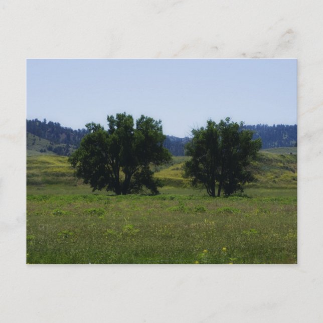 Cottonwood Trees Postcard (Front)
