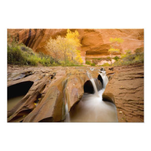 Cottonwoods in Autumn, Coyote Gulch, Glen Photo Print