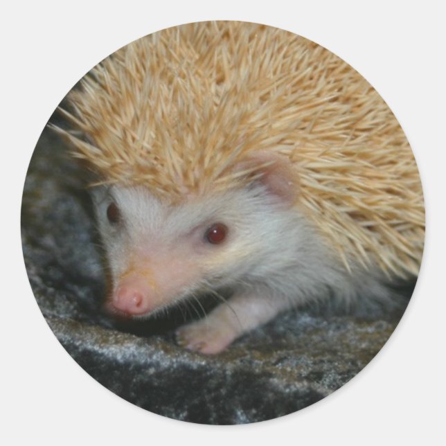 Cotty Cutie sticker (Front)