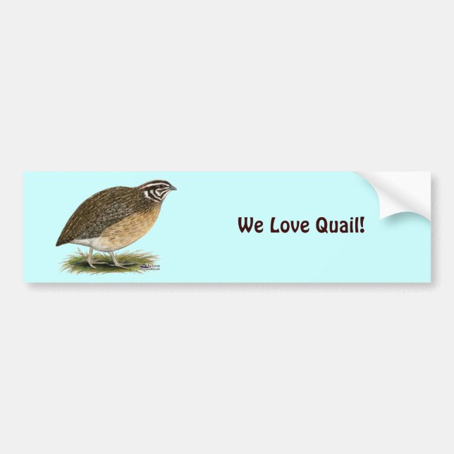 Coturnix Pharaoh Quail Bumper Sticker (Front)