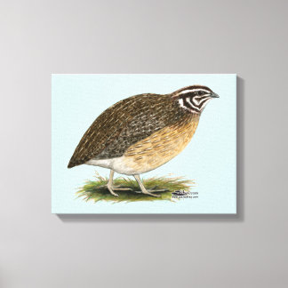 Coturnix Pharaoh Quail Canvas Print