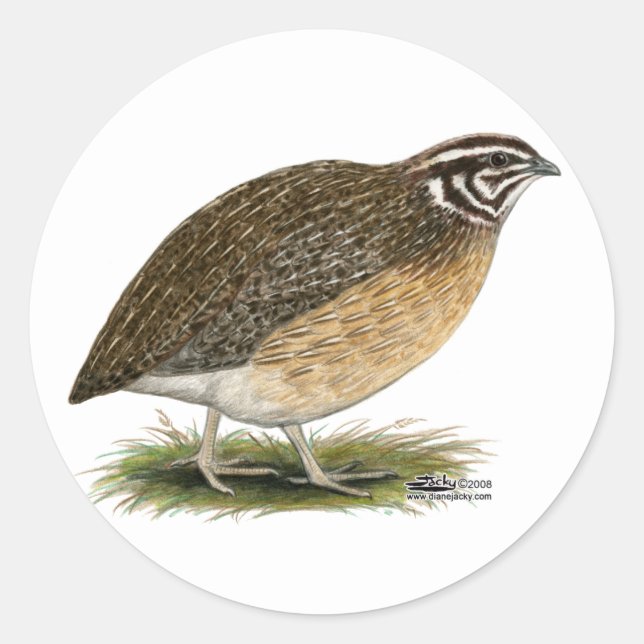 Coturnix Pharaoh Quail Classic Round Sticker (Front)