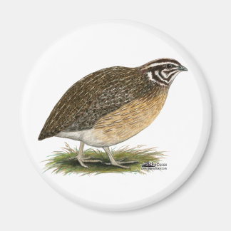 Coturnix Pharaoh Quail Magnet