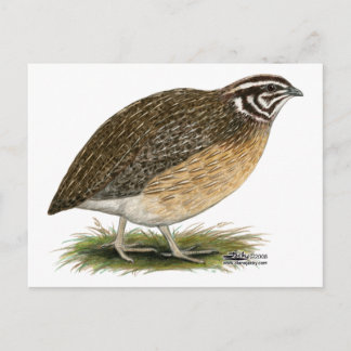 Coturnix Pharaoh Quail Postcard