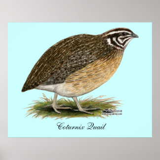 Coturnix Pharaoh Quail Poster