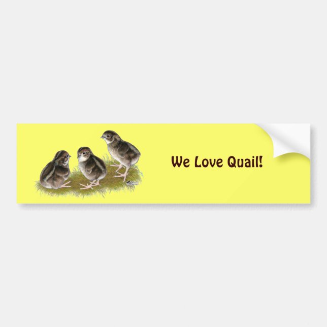 Coturnix Quail Chicks Bumper Sticker (Front)