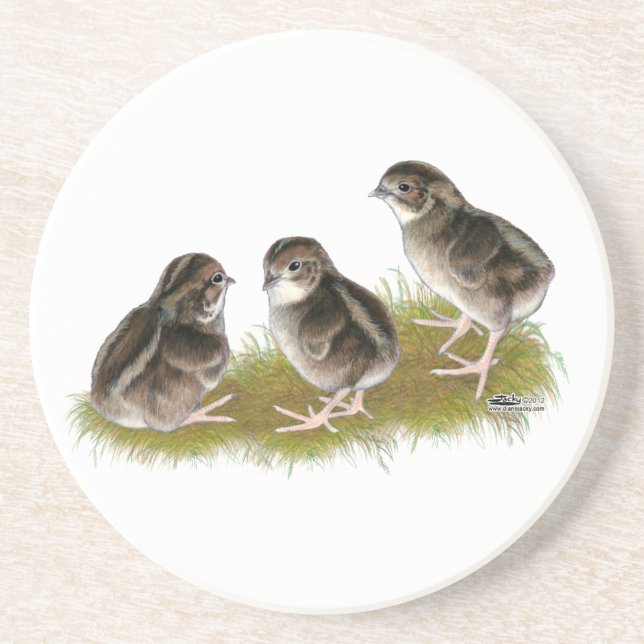 Coturnix Quail Chicks Coaster (Front)