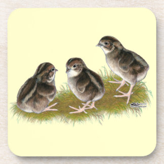 Coturnix Quail Chicks Coaster