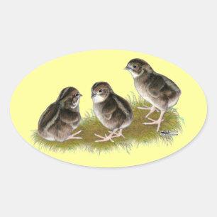 Coturnix Quail Chicks Oval Sticker