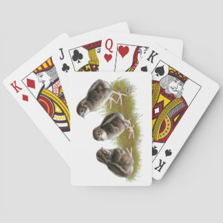 Coturnix Quail Chicks Playing Cards