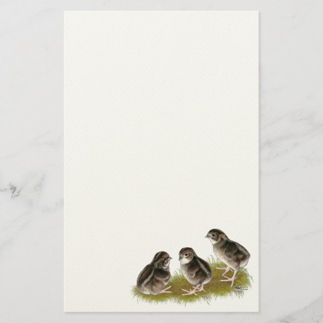 Coturnix Quail Chicks Stationery (Front)