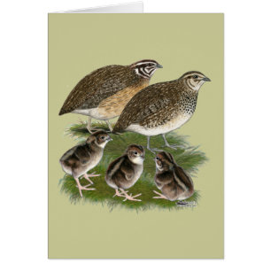 Coturnix Quail Family
