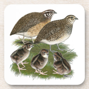 Coturnix Quail Family Coaster