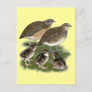 Coturnix Quail Family Postcard