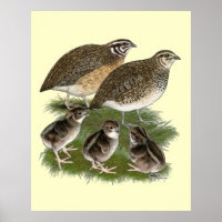 Coturnix Quail Family