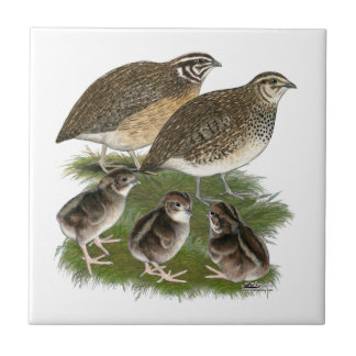 Coturnix Quail Family Tile