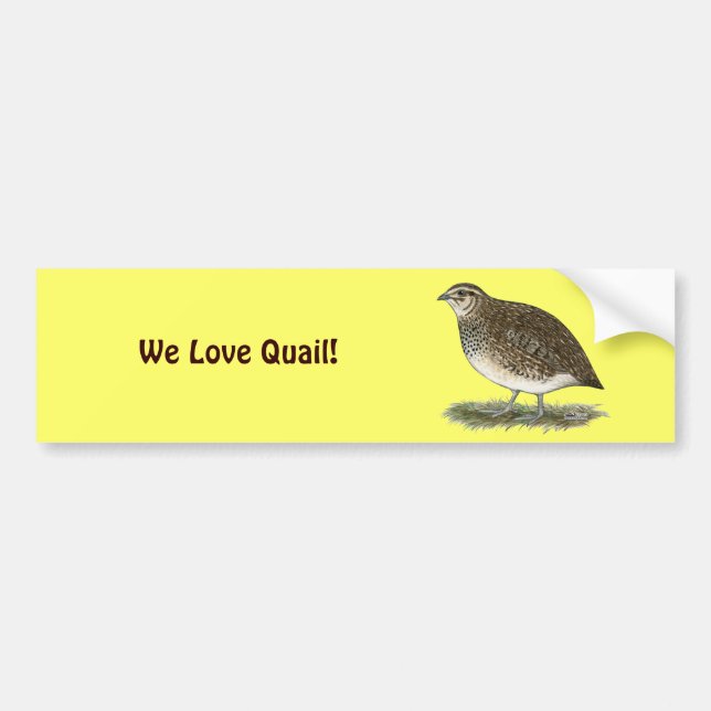 Coturnix Quail Hen Bumper Sticker (Front)