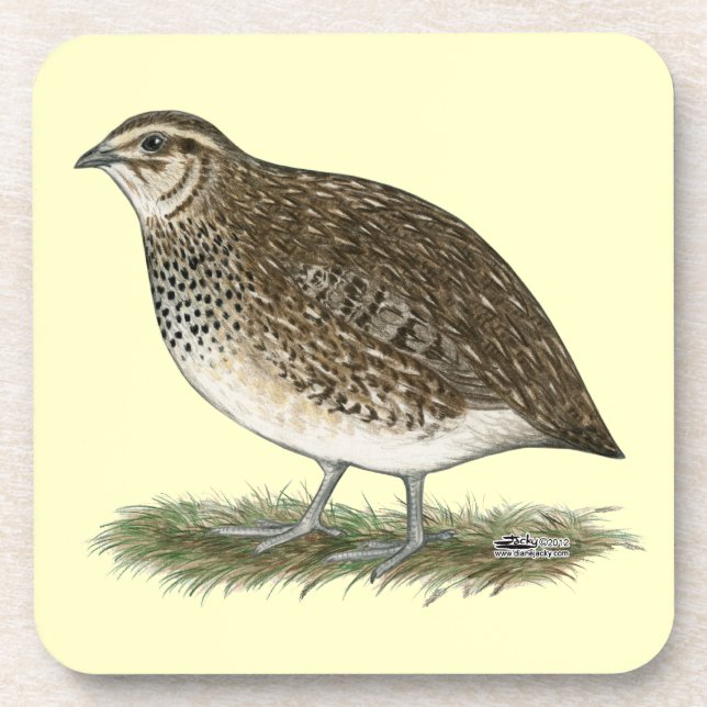 Coturnix Quail Hen Coaster (Front)