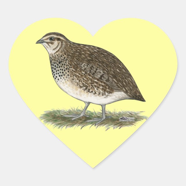 Coturnix Quail Hen Heart Sticker (Front)