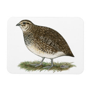Coturnix Quail Hen Magnet