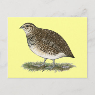 Coturnix Quail Hen Postcard