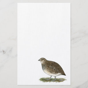 Coturnix Quail Hen Stationery