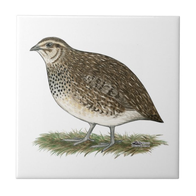 Coturnix Quail Hen Tile (Front)