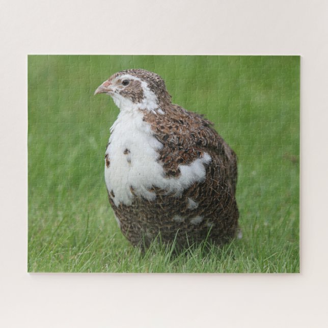 Coturnix Quail in the grass Jigsaw Puzzle (Horizontal)