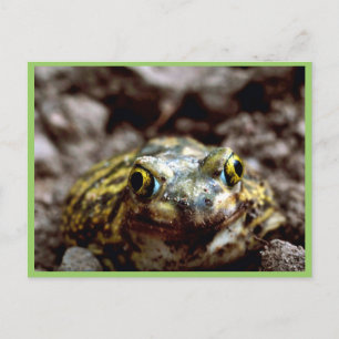 Couch's Spadefoot Toad Postcard