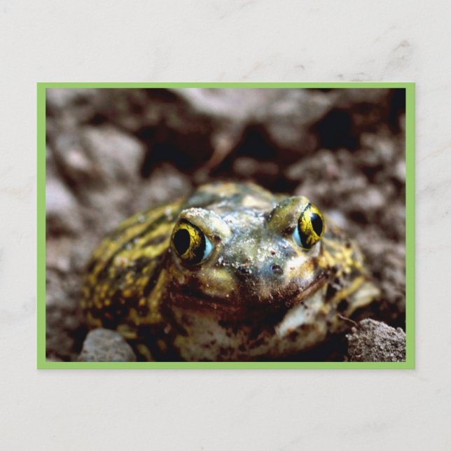 Couch's Spadefoot Toad Postcard (Front)
