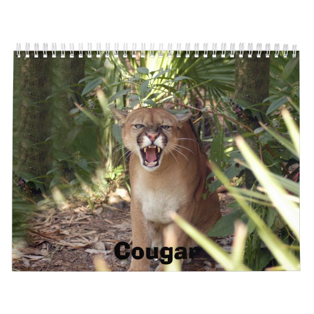 Cougar 001, Cougar Calendar (Cover)
