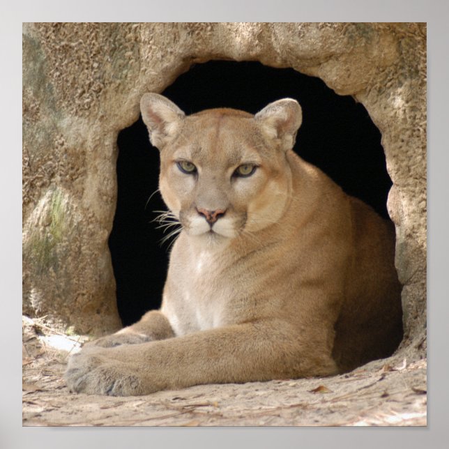 Cougar 014 poster (Front)