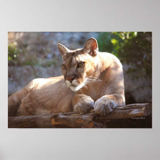 Cougar 1 poster (Front)