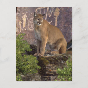 Cougar and Pictographs Postcard