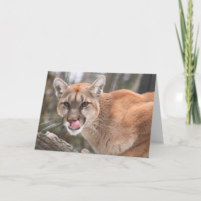 Cougar Big Cat Notecard (Front)
