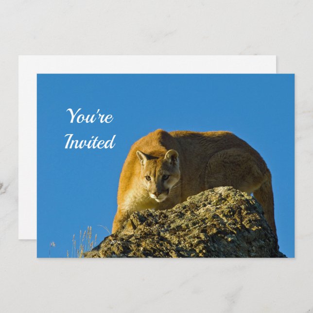 Cougar Birthday Invitation (Front/Back)
