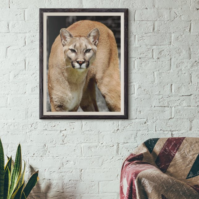 Cougar Black White and Colour Photo Mountain Lion Poster (Creator Uploaded)