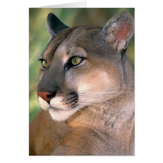 Cougar, California (Front)