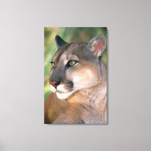 Cougar, California Canvas Print